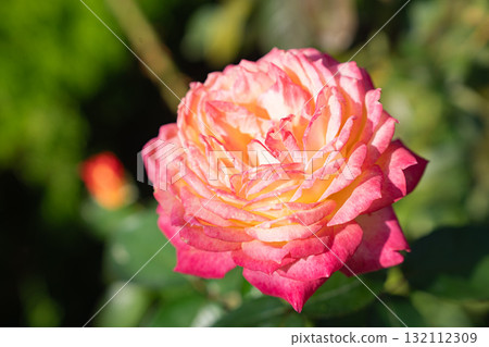 舊古川庭園的秋日玫瑰：淺雲 132112309