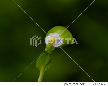 鴨跖草科(白花鴨跖草) 鴨跖草科(白花鴨跖草) 132112327