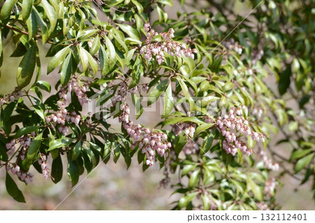 Andromeda tree (Akagi Nature Park, Shibukawa City, Gunma Prefecture) 132112401