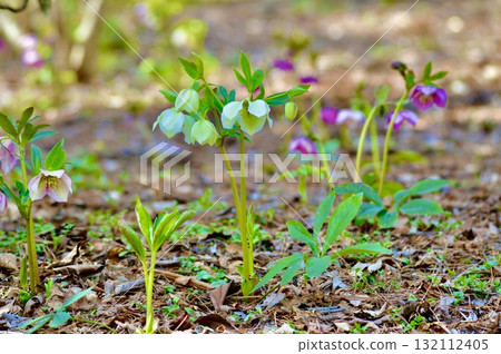 白色“聖誕玫瑰”（赤城自然公園/澀川市群馬縣） 132112405