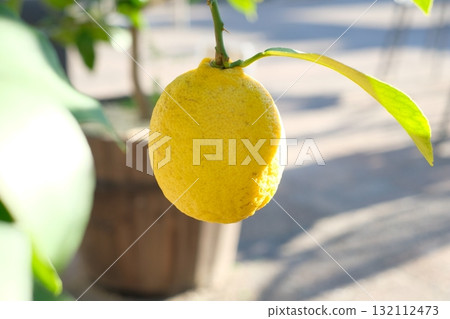 Blue lemon fruit 132112473