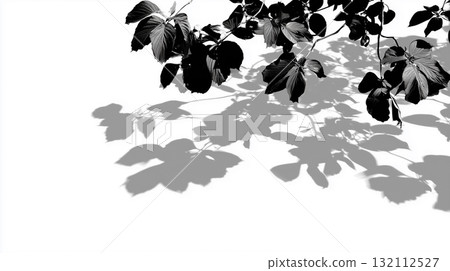 Abstract black and white leaves and shadows, pure white background Abstract black and white leaves and shadows, pure white background 132112527