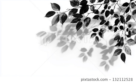 Abstract black and white tree leaves and shadows, pure white background Abstract black and white tree leaves and shadows, pure white background 132112528