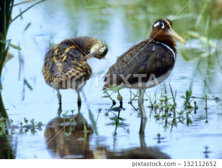 The curlew sandpiper is a rare bird in which the habits and plumage colours of males and females are reversed. The curlew sandpiper is a rare bird in which the habits and plumage colours of males and females are reversed. 132112652