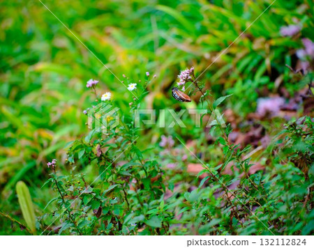 The Chestnut Butterfly that flew to Kahoku The Chestnut Butterfly that flew to Kahoku 132112824