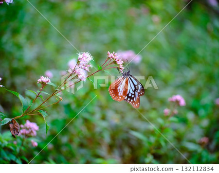 The Chestnut Butterfly that flew to Kahoku 132112834