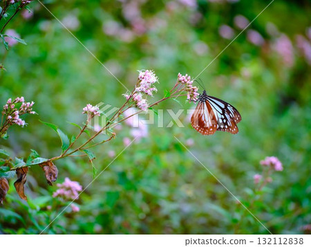 The Chestnut Butterfly that flew to Kahoku 132112838