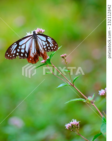 飛向河北的栗色蝴蝶 132112842