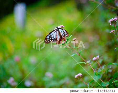 The Chestnut Butterfly that flew to Kahoku The Chestnut Butterfly that flew to Kahoku 132112843