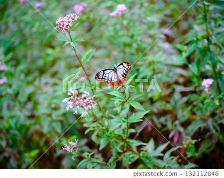 The Chestnut Butterfly that flew to Kahoku The Chestnut Butterfly that flew to Kahoku 132112846