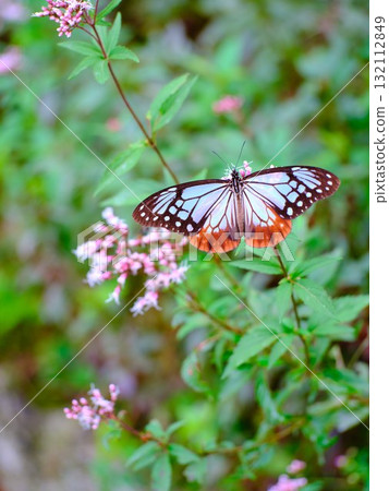 The Chestnut Butterfly that flew to Kahoku The Chestnut Butterfly that flew to Kahoku 132112849