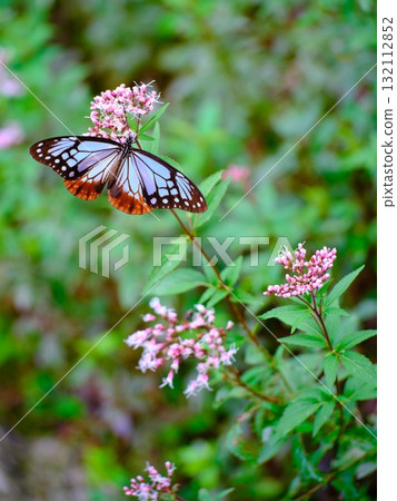 飛向河北的栗色蝴蝶 132112852