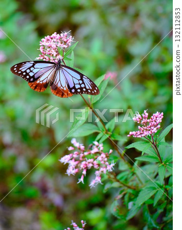 飛向河北的栗色蝴蝶 132112853