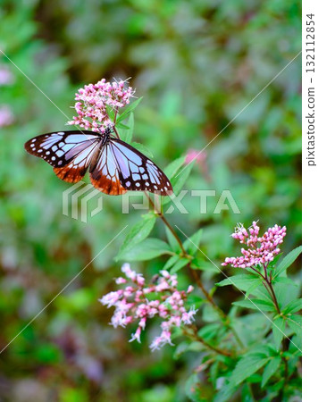 飛向河北的栗色蝴蝶 132112854