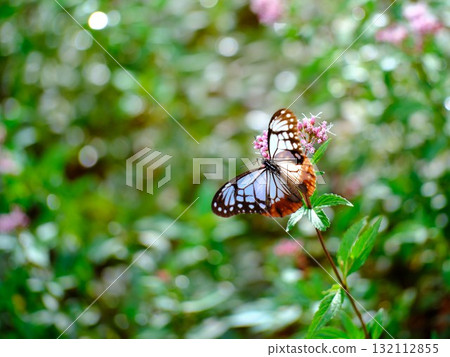 The Chestnut Butterfly that flew to Kahoku 132112855
