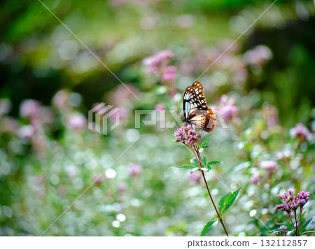 The Chestnut Butterfly that flew to Kahoku 132112857