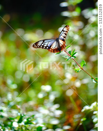The Chestnut Butterfly that flew to Kahoku The Chestnut Butterfly that flew to Kahoku 132112859