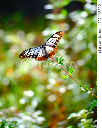 飛向河北的栗色蝴蝶 132112860