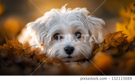 Cute white puppy lying in autumn leaves with big brown eyes looking at camera in warm golden light 132113089