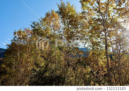十勝岳溫泉的紅葉(10月,291號公路) 十勝岳溫泉的紅葉(10月,291號公路) 132113185