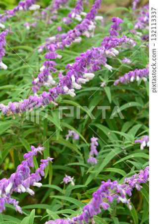 Plant: Amethyst sage, Lamiaceae 132113337
