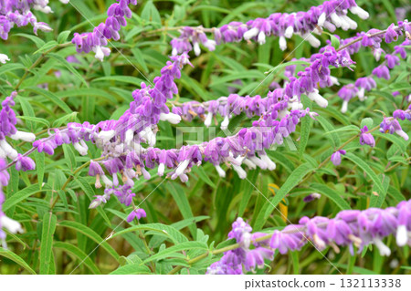 植株：紫水晶鼠尾草，唇形科 132113338