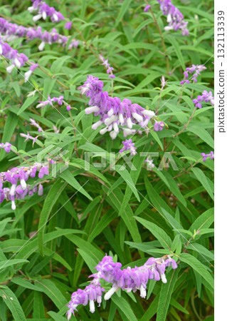 植株：紫水晶鼠尾草，唇形科 132113339