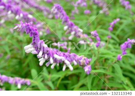 植株：紫水晶鼠尾草，唇形科 132113340