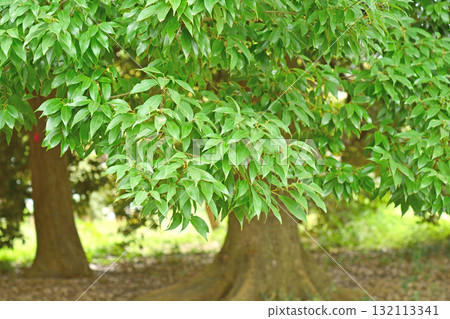 樹木：殼斗科 132113341