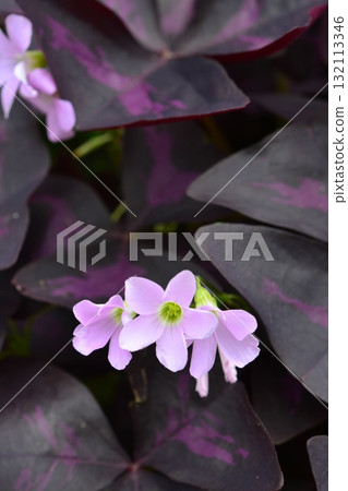 Plant: Oxalis incanus, Oxalidaceae Plant: Oxalis incanus, Oxalidaceae 132113346