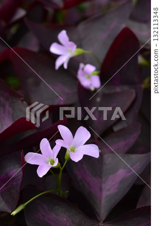 Plant: Oxalis incanus, Oxalidaceae Plant: Oxalis incanus, Oxalidaceae 132113348