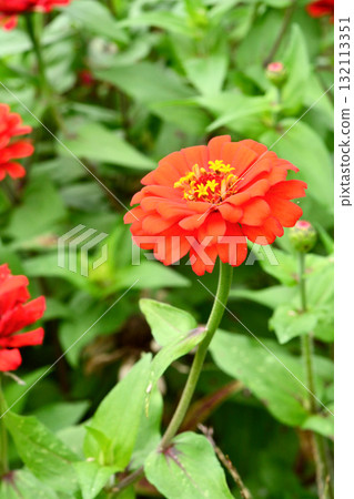 植物：百日菊，菊科 132113351