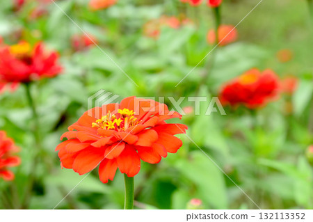 植物:百日菊,菊科 植物:百日菊,菊科 132113352