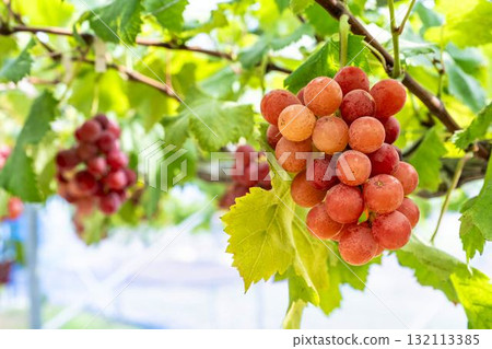 宮城縣仙台市「女王妮娜」葡萄採摘：秋日美味 132113385