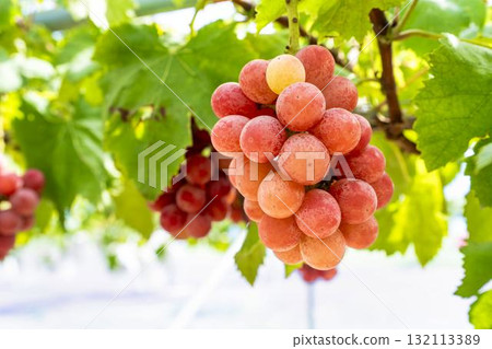 宮城縣仙台市「女王妮娜」葡萄採摘：秋日美味 132113389