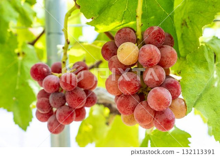 宮城縣仙台市「女王妮娜」葡萄採摘：秋日美味 132113391