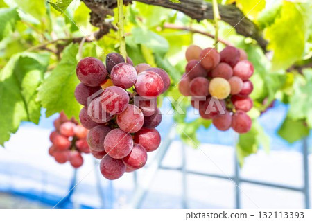 宮城縣仙台市「女王妮娜」葡萄採摘：秋日美味 132113393