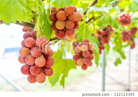 Queen Nina Grape Picking: Autumn Flavors, Sendai City, Miyagi Prefecture Queen Nina Grape Picking: Autumn Flavors, Sendai City, Miyagi Prefecture 132113395