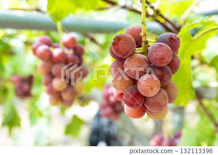 宮城縣仙台市「女王妮娜」葡萄採摘:秋日美味 宮城縣仙台市「女王妮娜」葡萄採摘:秋日美味 132113396