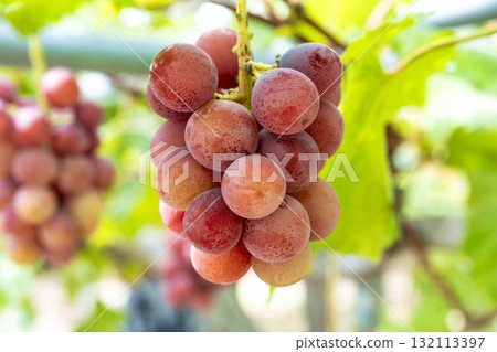 Queen Nina Grape Picking: Autumn Flavors, Sendai City, Miyagi Prefecture Queen Nina Grape Picking: Autumn Flavors, Sendai City, Miyagi Prefecture 132113397