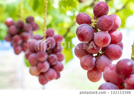 Queen Nina Grape Picking: Autumn Flavors, Sendai City, Miyagi Prefecture Queen Nina Grape Picking: Autumn Flavors, Sendai City, Miyagi Prefecture 132113398