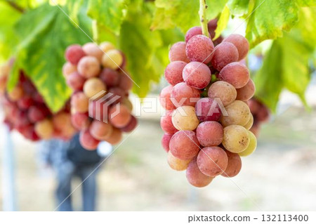 Queen Nina Grape Picking: Autumn Flavors, Sendai City, Miyagi Prefecture Queen Nina Grape Picking: Autumn Flavors, Sendai City, Miyagi Prefecture 132113400