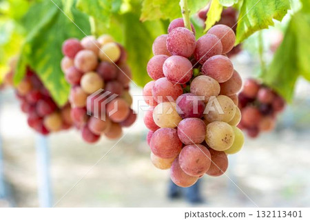 Queen Nina Grape Picking: Autumn Flavors, Sendai City, Miyagi Prefecture Queen Nina Grape Picking: Autumn Flavors, Sendai City, Miyagi Prefecture 132113401
