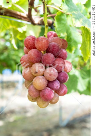 宮城縣仙台市「女王妮娜」葡萄採摘:秋日美味 宮城縣仙台市「女王妮娜」葡萄採摘:秋日美味 132113405