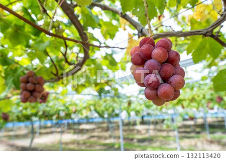 宮城縣仙台市「女王妮娜」葡萄採摘：秋日美味 132113420