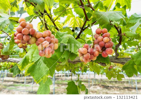 宮城縣仙台市「女王妮娜」葡萄採摘：秋日美味 132113421