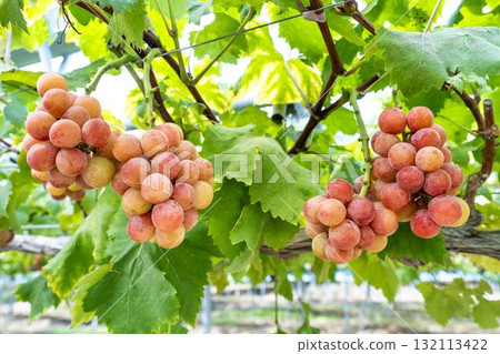 Queen Nina Grape Picking: Autumn Flavors, Sendai City, Miyagi Prefecture Queen Nina Grape Picking: Autumn Flavors, Sendai City, Miyagi Prefecture 132113422