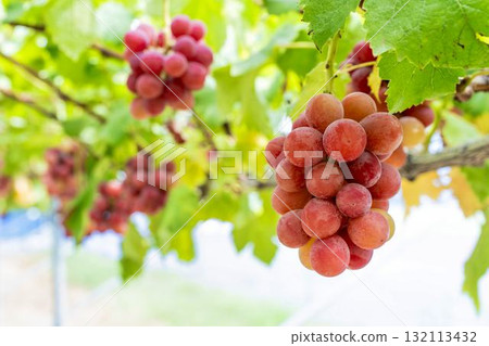 Queen Nina Grape Picking: Autumn Flavors, Sendai City, Miyagi Prefecture Queen Nina Grape Picking: Autumn Flavors, Sendai City, Miyagi Prefecture 132113432