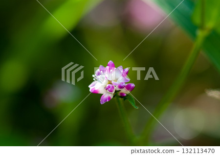 Mizo soba on the Shinano river and Yasuragi embankment 132113470