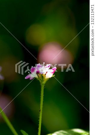 Mizo soba on the Shinano river and Yasuragi embankment 132113471